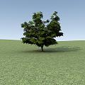 Clicca l'immagine per ingrandirla. 

Nome: tree001_var02_green.jpg‎ 
Visualizzazioni: 110 
Dimensione: 122.8 KB 
ID: 10049